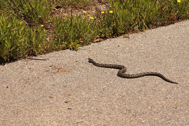 Vipera ammodytes del Monte Ossa (Grecia)